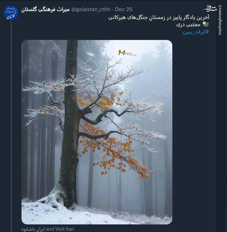 آخرین یادگار پاییز در زمستانِ جنگلهای هیرکانی