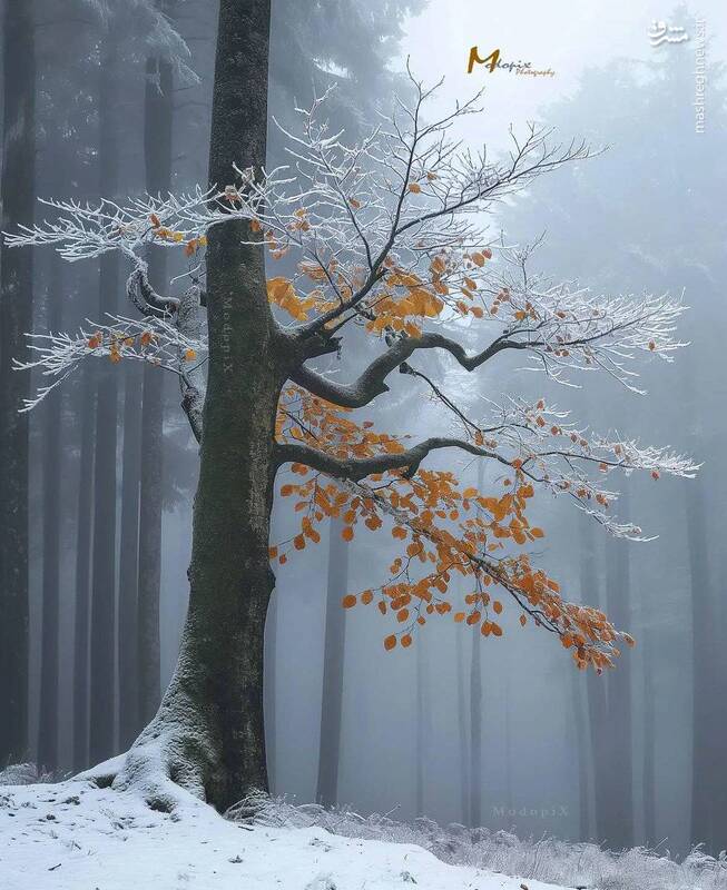 آخرین یادگار پاییز در زمستانِ جنگلهای هیرکانی