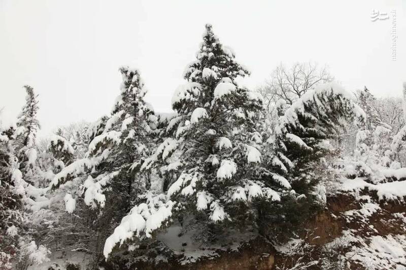 تصاویری از زمستان در جنگل های گلستان