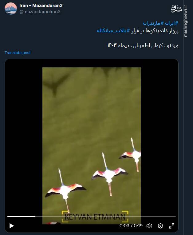 تصاویر دیدنی از پرواز فلامینگوها بر فراز تالاب میانکاله