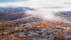 تصویری زیبا از جنگل‌های هیرکانی در مازندران