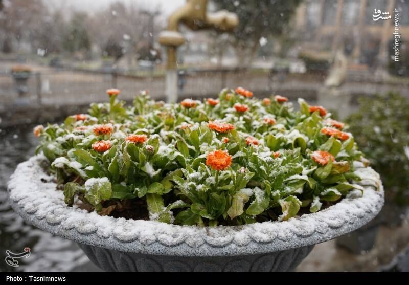 عکس/ نخستین برف زمستانی اصفهان