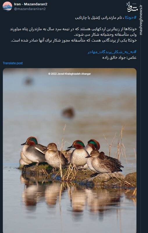 خوتکا؛ زیباترین اردکهای مهاجر در مازندران+عکس