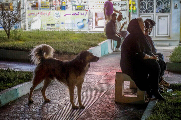 هشدار درباره افزایش آمار سگهای ولگرد