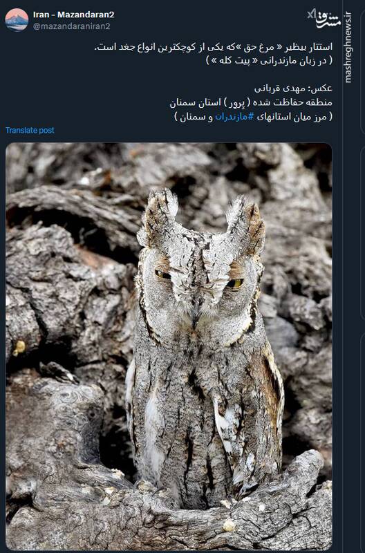 استتار بیظیر مرغ حق+ عکس