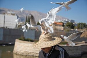 عکس/ کاکایی‌ها مهمان زمستانی شیراز