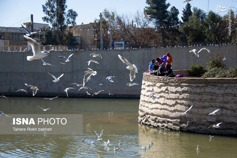 عکس / کاکایی‌ها مهمان زمستانی شیراز 30