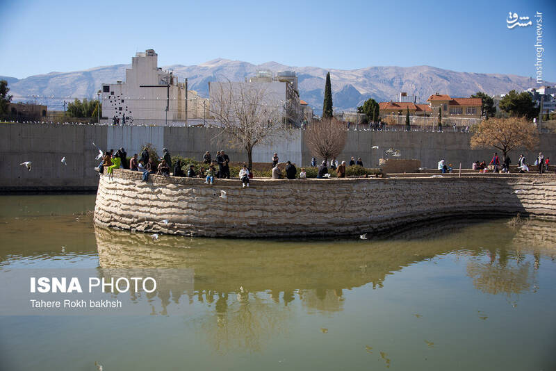 عکس / کاکایی‌ها مهمان زمستانی شیراز 23