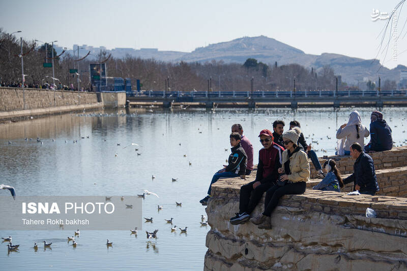 عکس / کاکایی‌ها مهمان زمستانی شیراز 22