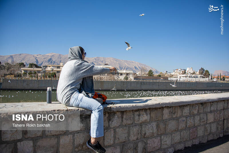 عکس / کاکایی‌ها مهمان زمستانی شیراز 21