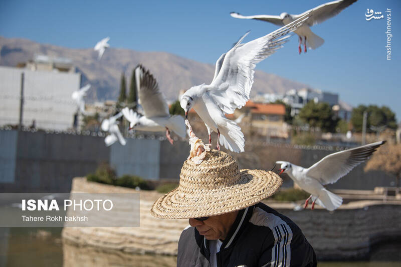 عکس / کاکایی‌ها مهمان زمستانی شیراز 17