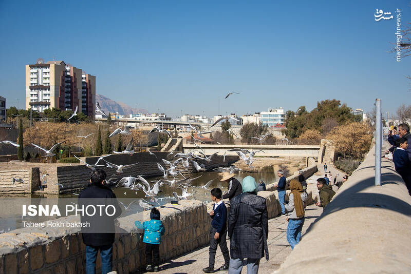 عکس / کاکایی‌ها مهمان زمستانی شیراز 15