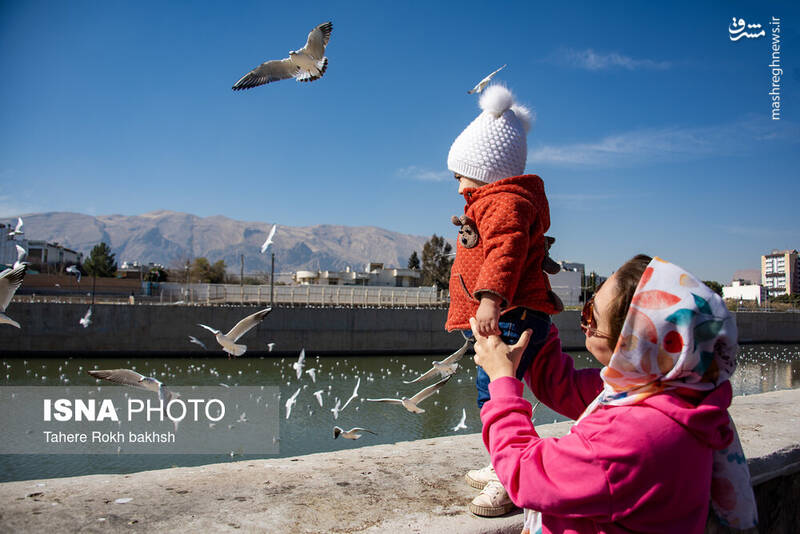 عکس / کاکایی‌ها مهمان زمستانی شیراز 12