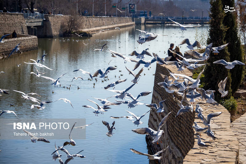 عکس / کاکایی‌ها مهمان زمستانی شیراز 9