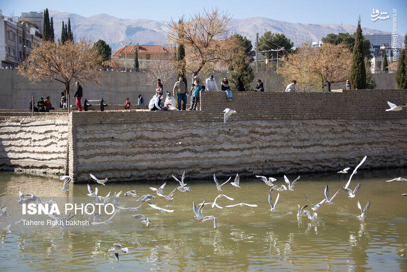 عکس / کاکایی‌ها مهمان زمستانی شیراز 4