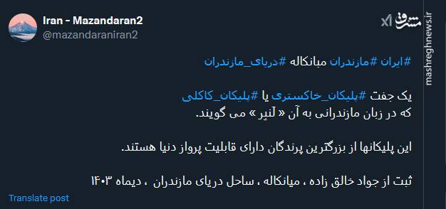 تصویری از پلیکانهای کاکلی در میانکاله