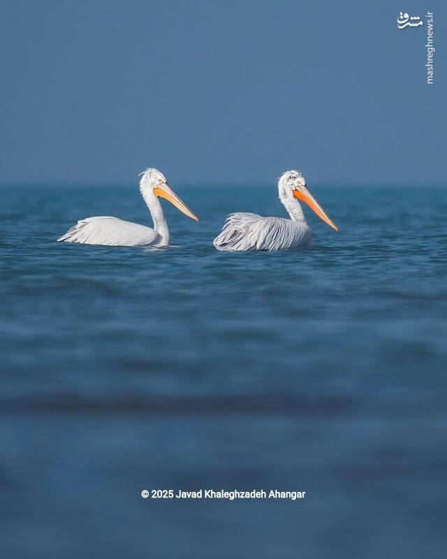 تصویری از پلیکانهای کاکلی در میانکاله
