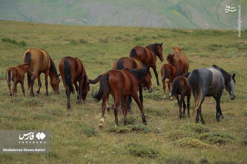 عکس / پرسه اسبها در طبیعت مازندران 6