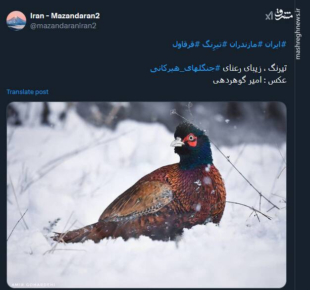 تصویری از تیرنگ، زیبای رعنای جنگلهای هیرکانی