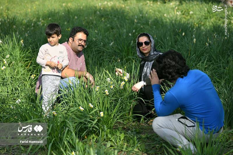 عکس / برداشت گل نرگس در بهبهان