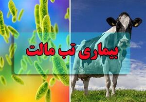 ابتلای 18000 نفر به تب مالت