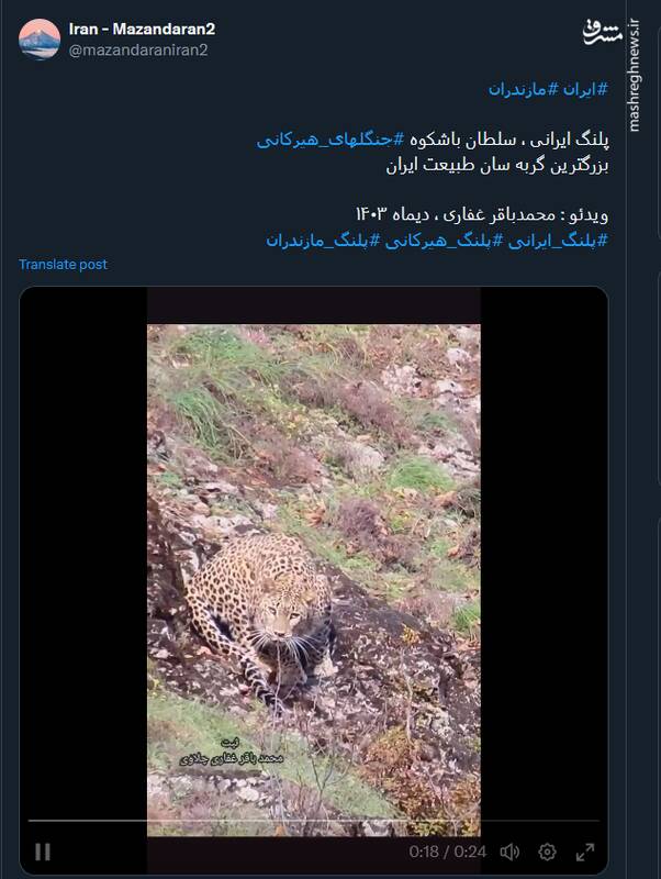 ویدئویی از پلنگ ایرانی ، سلطان باشکوه جنگلهای هیرکانی