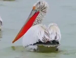 تصاویری از پلیکانهای خلیج گرگان