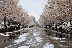 فیلم/ بارش برف در رفسنجان