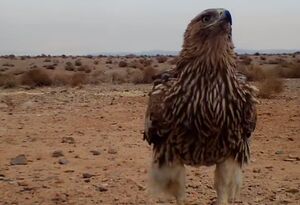 مشاهده گونه نادر عقاب شاهی در استان یزد