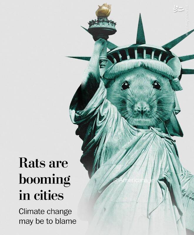 جولان موش‌ها در واشنگتن دی سی