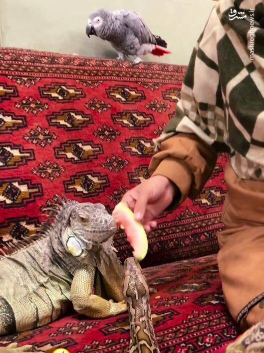رتیل و عقرب، همبازی جدید بچهها/ چگونه پای حیوانات وحشی به خانه انسانها باز شد/ افزایش علاقه نسل زد و آلفا به همزیستی با حیوانات