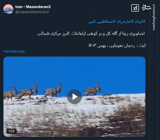 تصاویری زیبا از گله کل و بز کوهی ارتفاعات البرز مرکزی شمالی