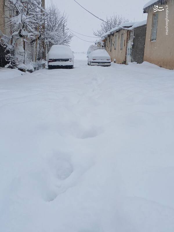 عکس/ بارش سنگین برف در قاراقان قزوین