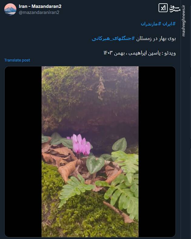 بوی بهار در زمستان جنگلهای هیرکانی+ فیلم