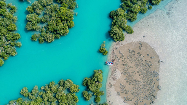 همه چیز درباره جنگل حرا قشم