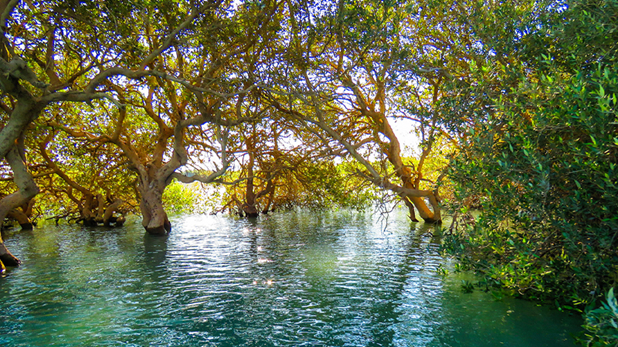 همه چیز درباره جنگل حرا قشم