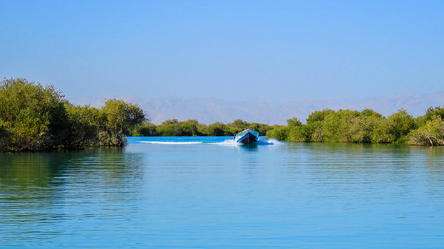 همه چیز درباره جنگل حرا قشم