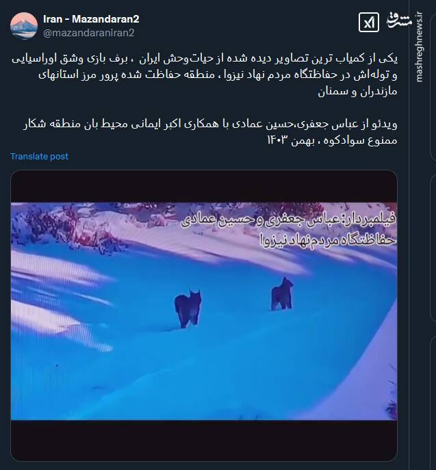 ویدئویی از برف بازی وشق اوراسیایی و تولهاش در حفاظتگاه نیزوا