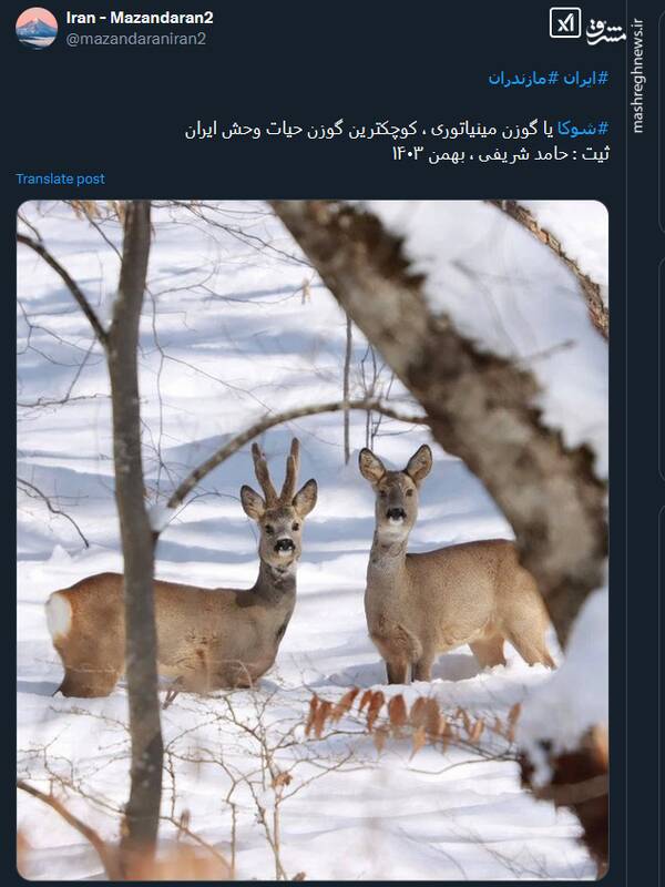 تصویری از گوزنهای مینیاتوری ایران