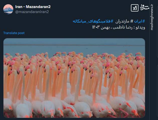 سرود دسته جمعی فلامینگوهای میانکاله+ فیلم