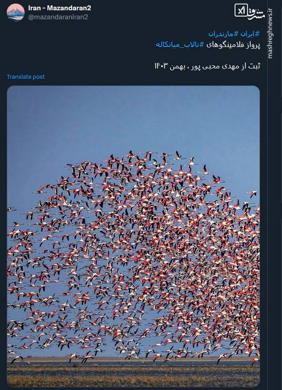 تصویری دیدنی از پرواز فلامینگوهای تالاب میانکاله