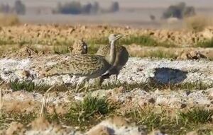 فیلم/ هوبره پرنده‌ای در صدر قاچاق حیات‌وحش ایران