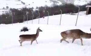 خودنمایی گوزن‌های زرد در روزهای برفی