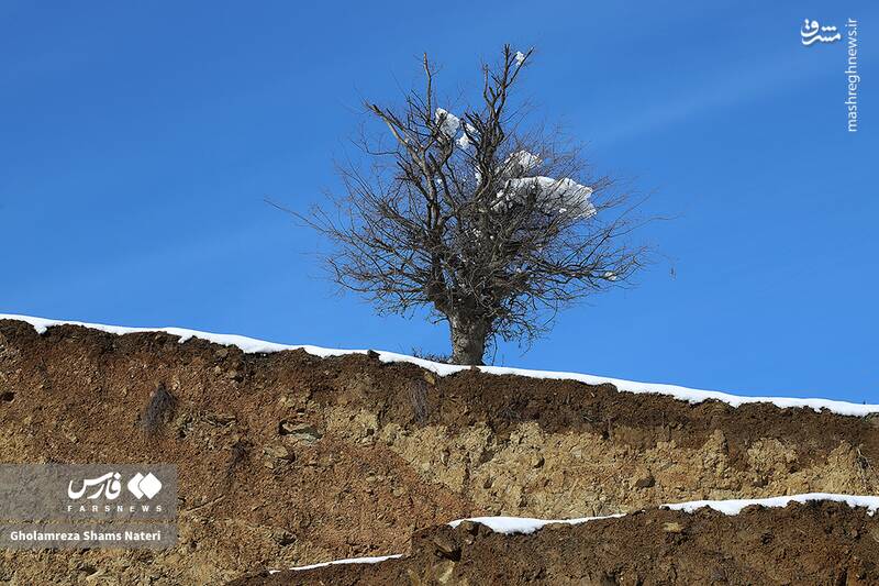 عکس/ طبیعت برفی کوهستان چالوس