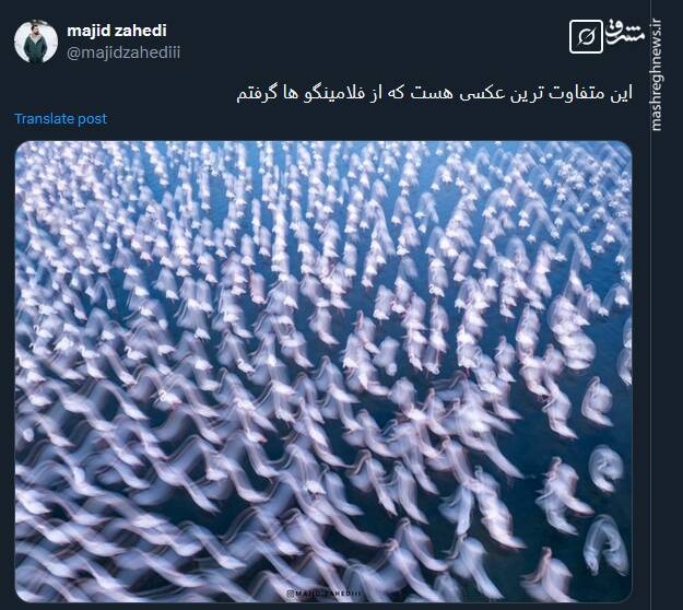 متفاوت ترین تصویری که از فلامینگوها دیده اید!