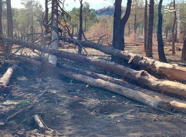 درختان پارک چیتگر سرطان گرفتند +عکس