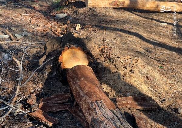 درختان پارک چیتگر سرطان گرفتند +عکس