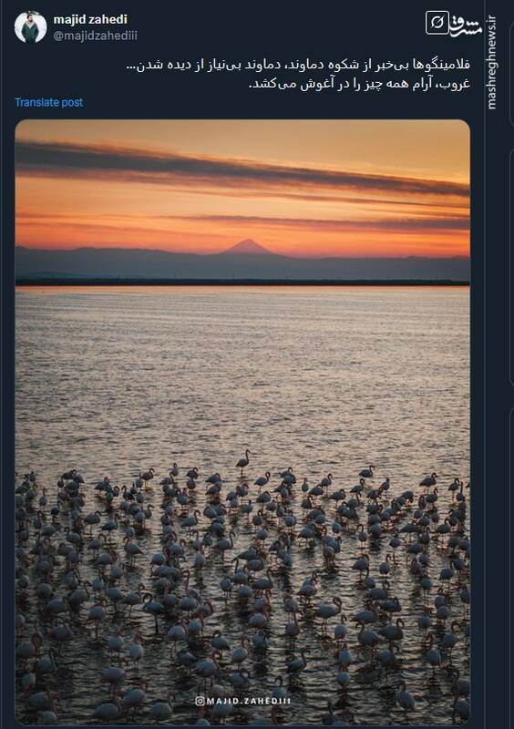 فلامینگوها بیخبر از شکوه دماوند+ عکس