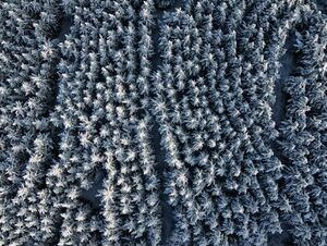 نمایی متفاوت از جنگل‌های هیرکانی در اسفند ماه