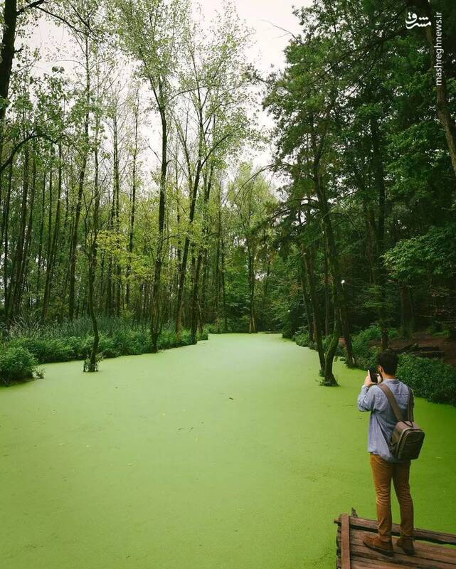 تصویری از مرداب سراوان در استان گیلان